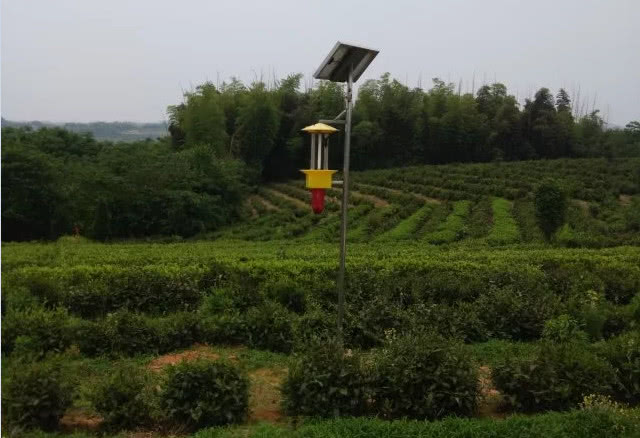 太阳能杀虫灯让茶园病虫防治做到零污染