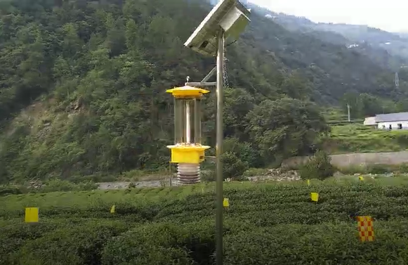 出口欧盟茶园都用上了云飞自清虫杀虫灯
