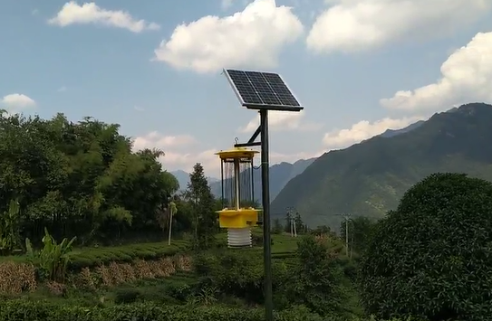 云飞茶园风吸式杀虫灯守护五峰茶园种植安全