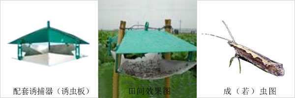 小菜蛾性诱剂诱捕器